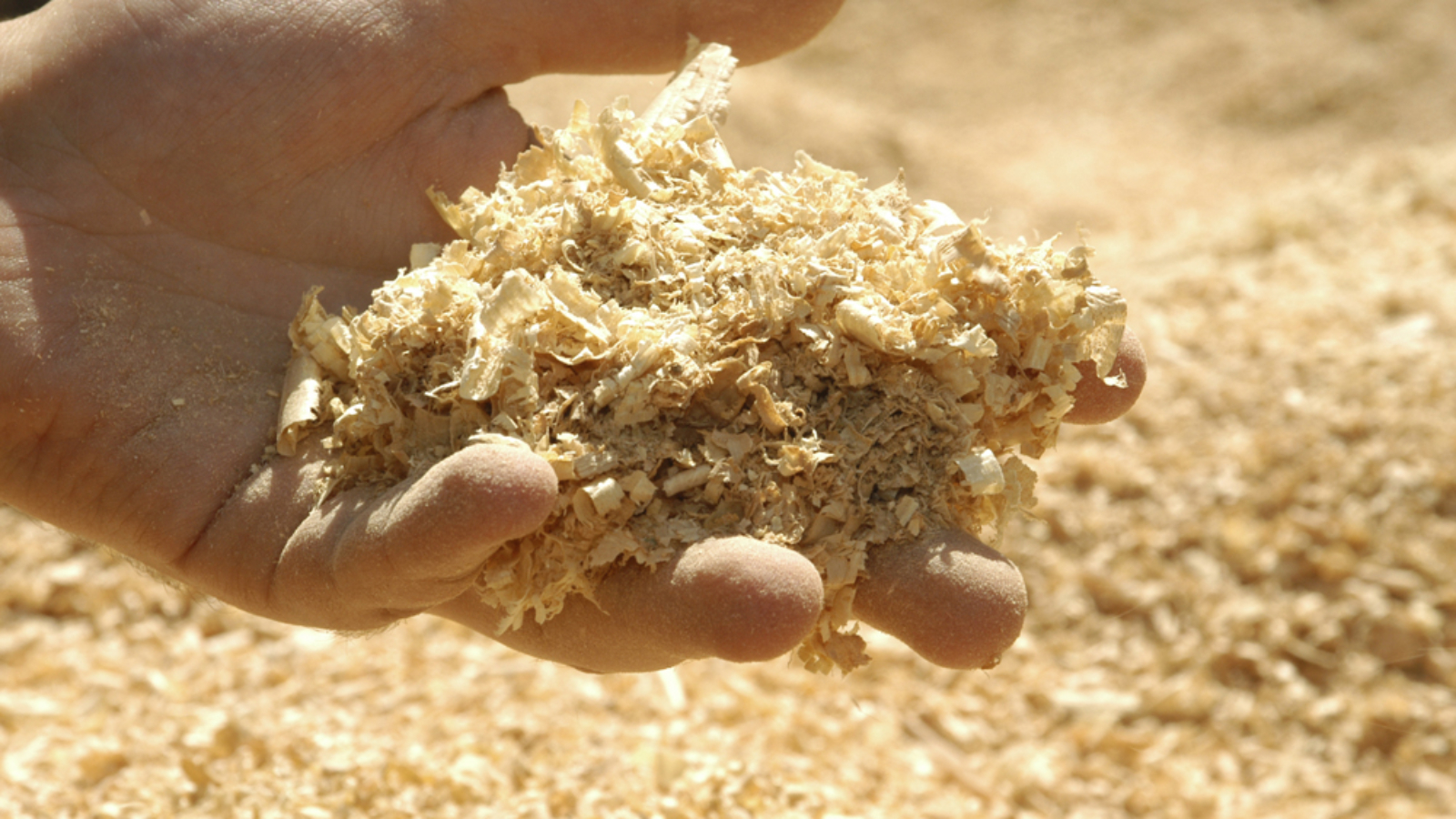 sawdust-1-1.jpg
